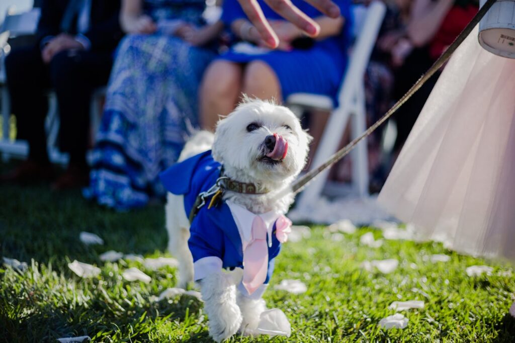 wedding pet outfits in melbourne, victoria