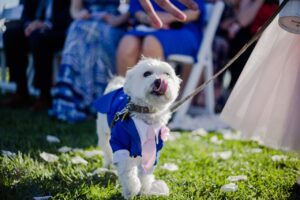 wedding pet outfits in melbourne, victoria